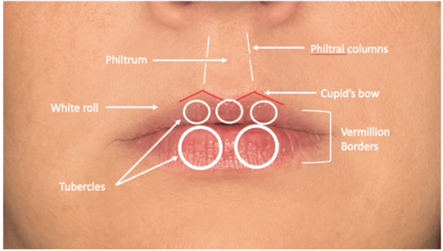 Lip Anatomy Singapore Lip Fillers Dr. Mavis Pak